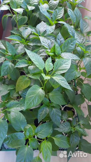 Рассада перцев