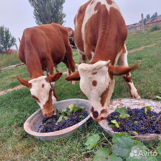 Телята бычки 5 6 месяцев