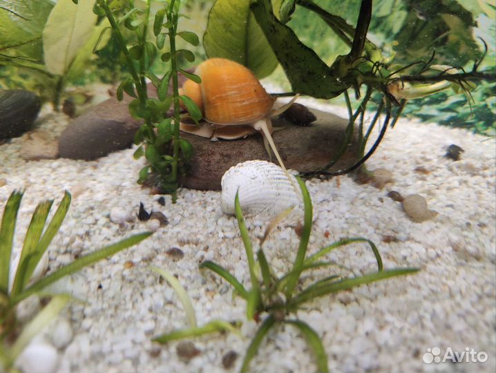 Улитка Покемон