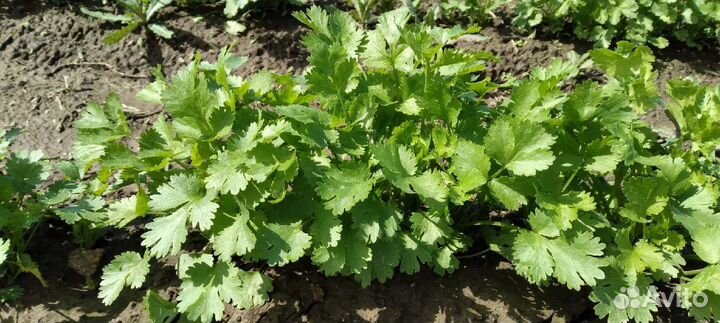 Зелень, кабачки, капуста