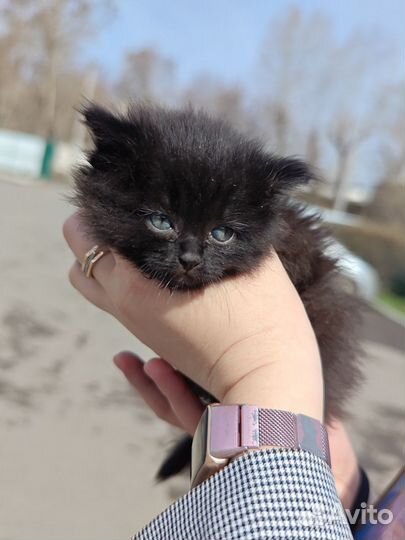 Котята в добрые руки девочки