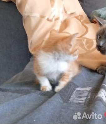 Катёнок девочка нежюри