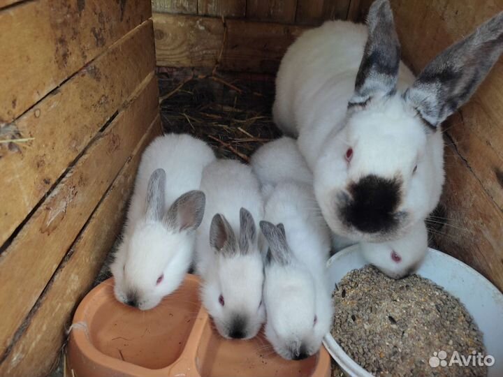 Крольчата