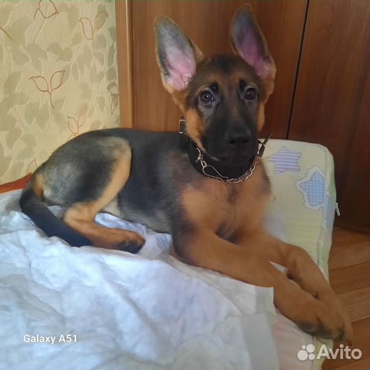 Немецкая овчарка