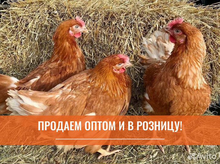 Куры несушки с агрофермы