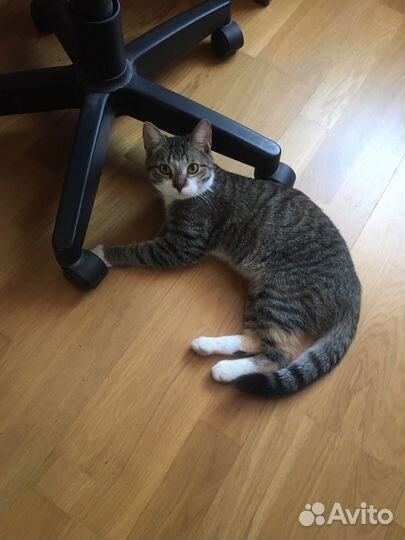 Кошечка Симона