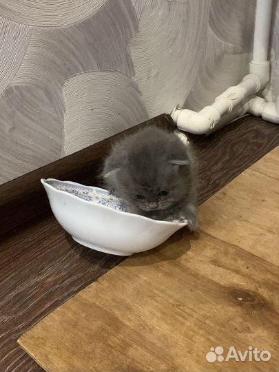 Вислоухие котята