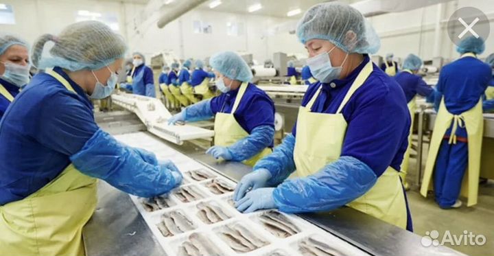 Упаковка сортировка рыбы Москва