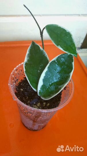 Хойи красивые и неприхотливые