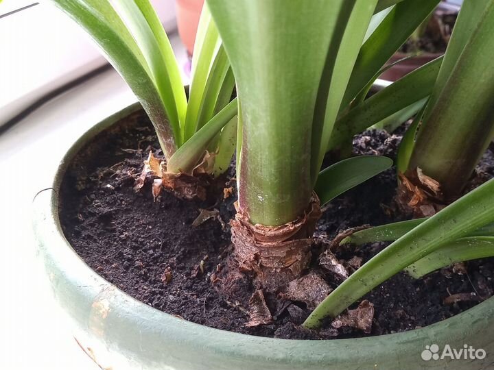 4+8 Амариллисов в горшке