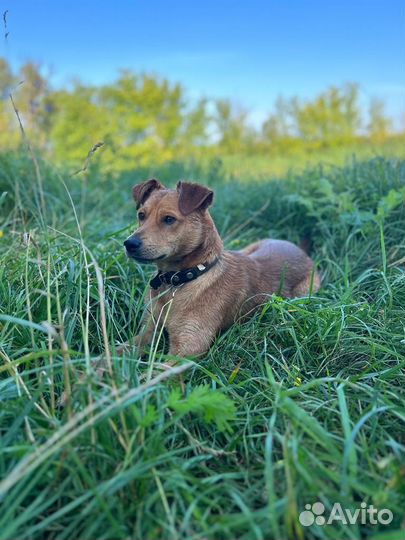 Собака в добрые руки