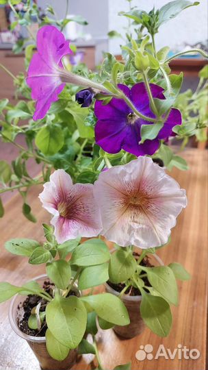 Рассада цветов