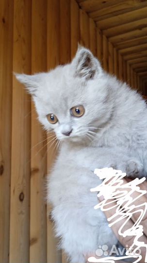 Котенок британец