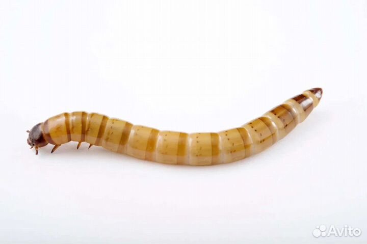 Сверчки домовые, сверчки двупятнистые, зофобас