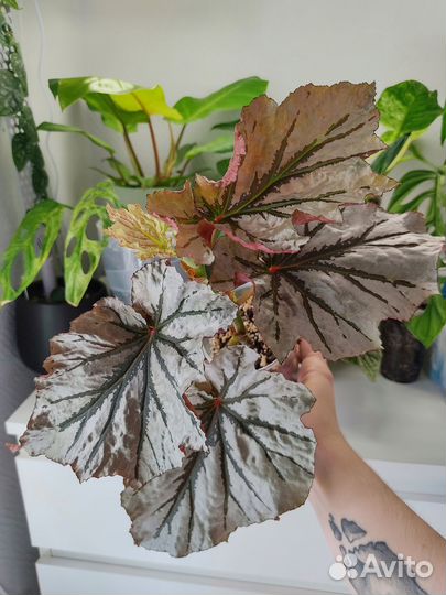 Бегония Looking glass