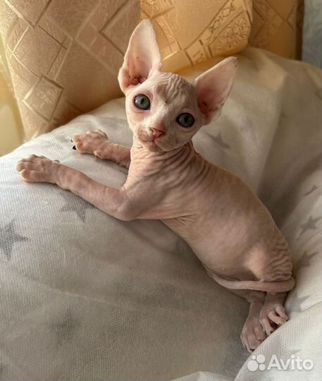 Канадский сфинкс