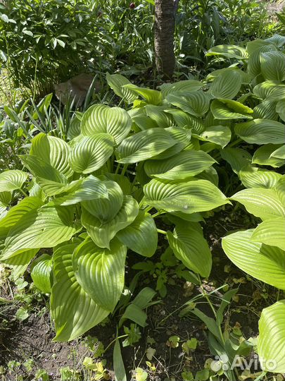 Хоста растение