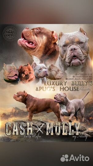 Щенки Американского булли, тип покет