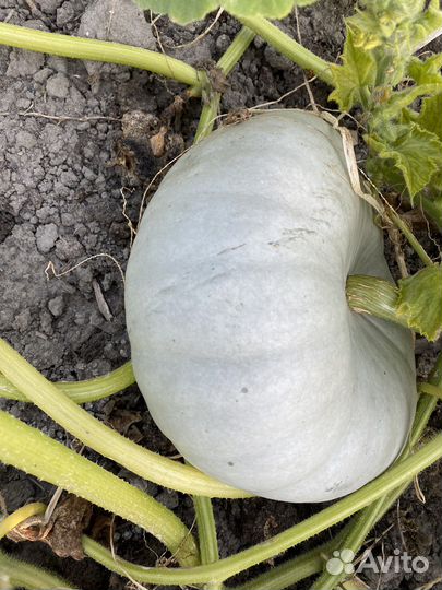 Тыква самсон