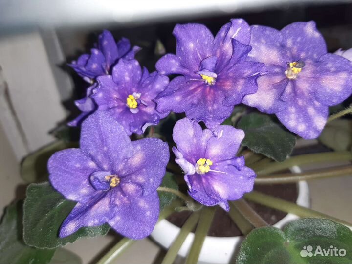 Фиалочки сортовые