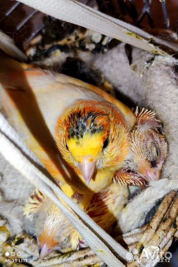 Кенара и канарейки