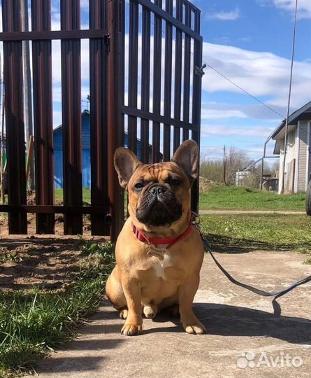 Французский бульдог