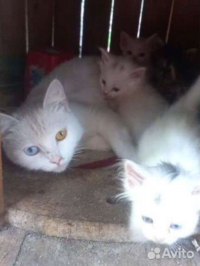 Турецкая ангора