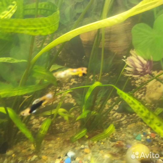 Аквариумные рыбки гуппи, креветки