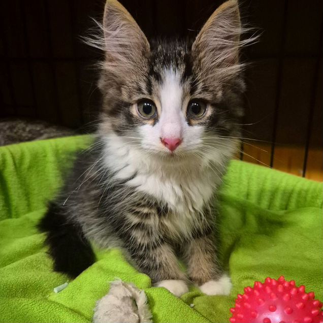 Сибирский котёнок
