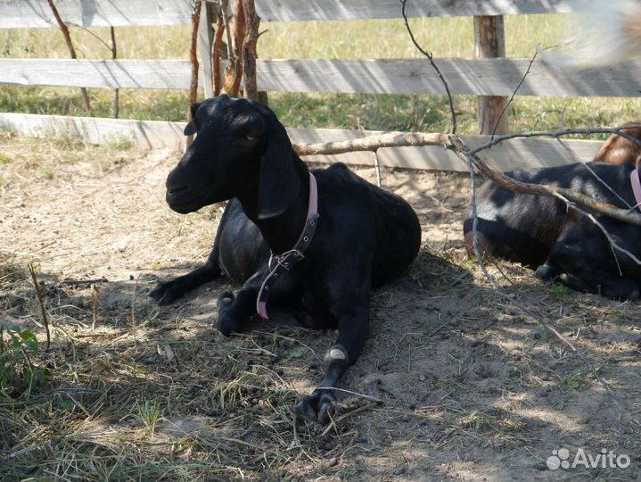 Дойные козы