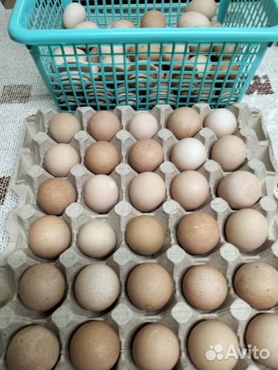 Яйцо цесарки домашнее столовое