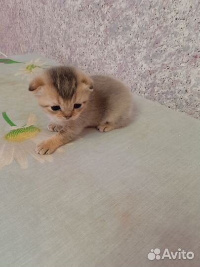 Шотландская золотая шиншилла котята