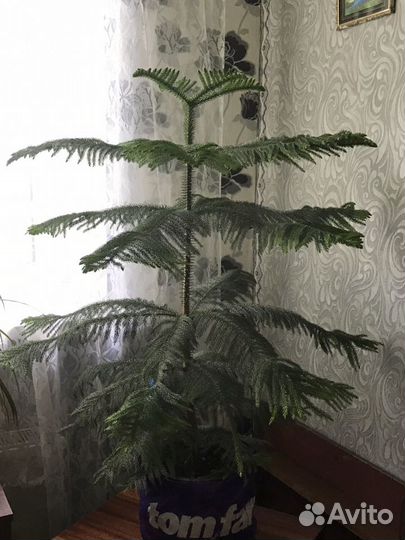 Араукария