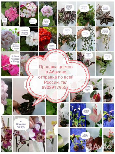 Комнатные растения