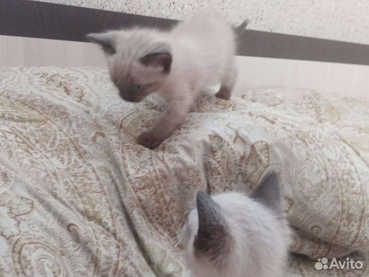 Тайские котята