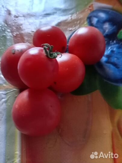 Помидоры домашние
