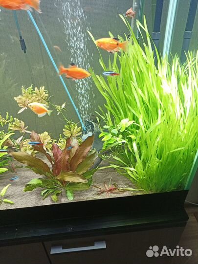 Аквариумные рыбки и растения