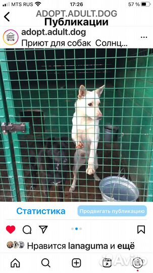 Прогулка с собаками в лесу