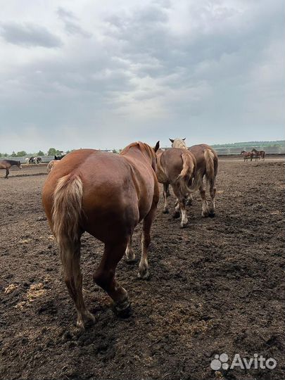 Советские тяжеловозы, лошади