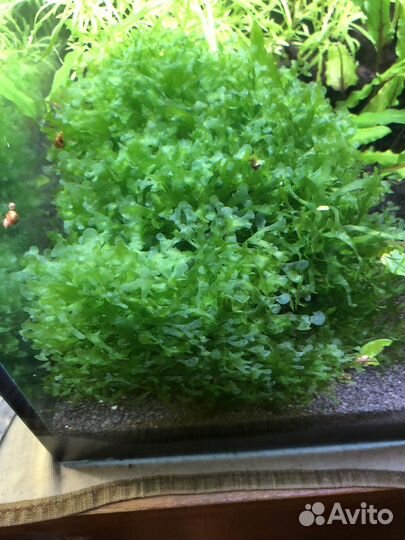 Ломариопсис линеата