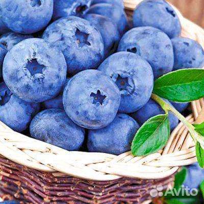 Голубика саженцы