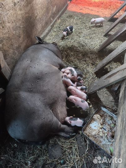 Вьетнамские поросята