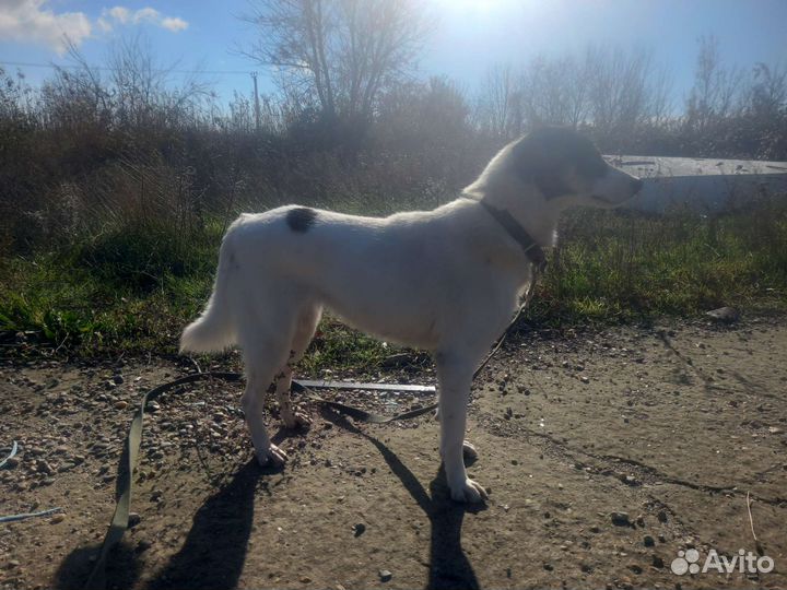 Собака в добрые руки