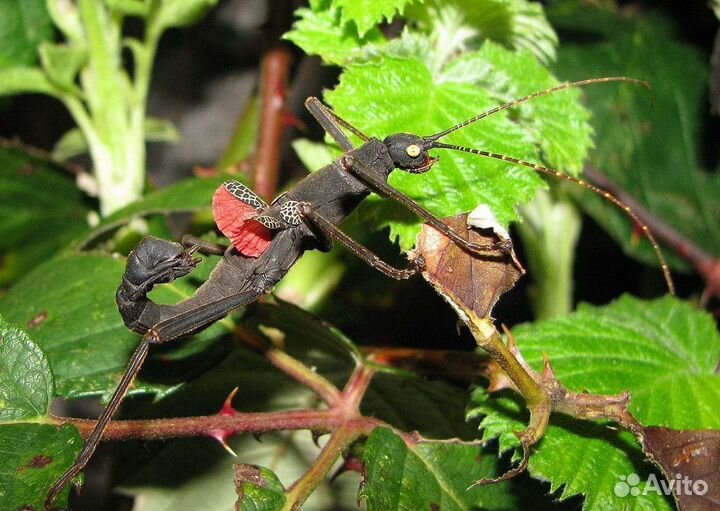 Кордильерские палочники