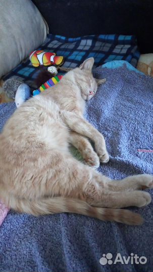 Домашние животные кошки