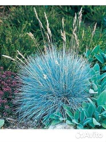 Овсяница сизая