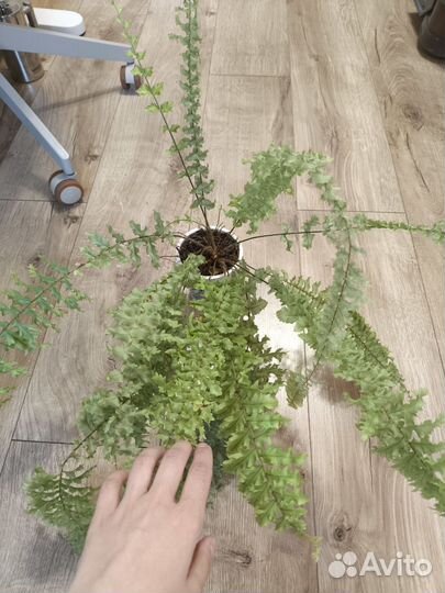 Комнатные растения цветы