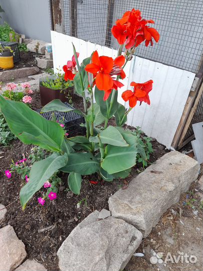 Канна красная, Калла, Зефирантес (выскочка)