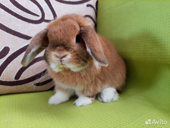 Кролик Miniature Lop F2