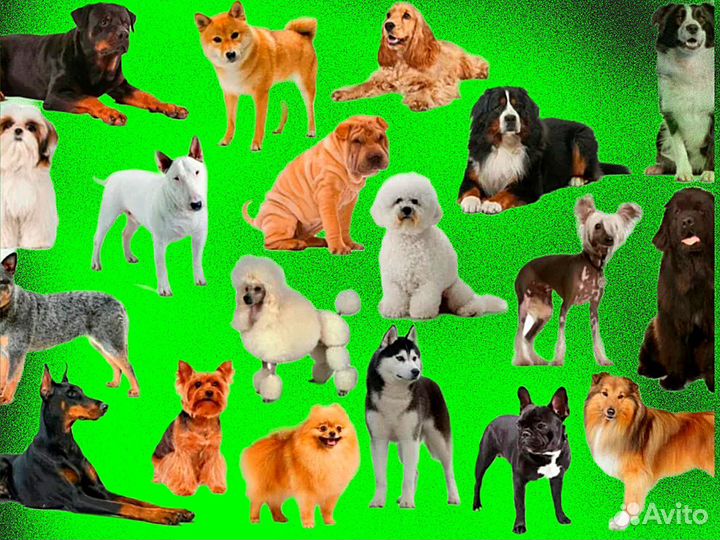 Кинолог с выездом / Зоопсихолог / Воспитание щенка